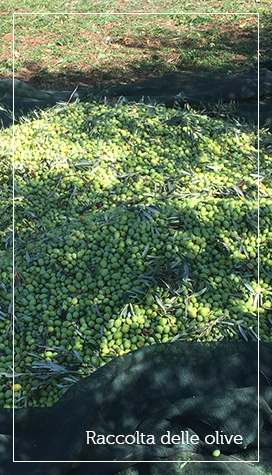 Raccolta delle olive a Ribera